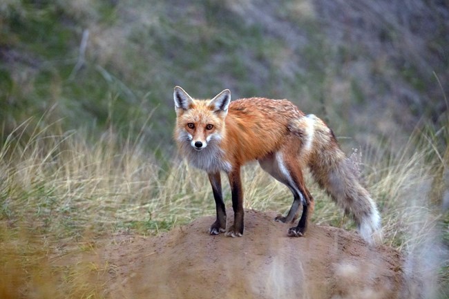 Red Fox A red fox stands in a grassy area.