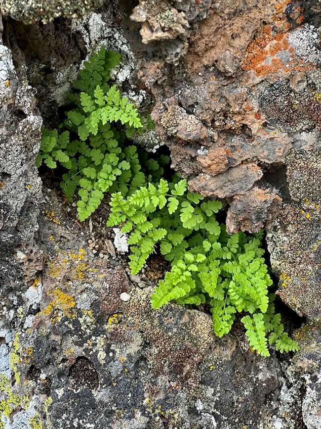 Small bright green fern grows in the crack of lava rocks.