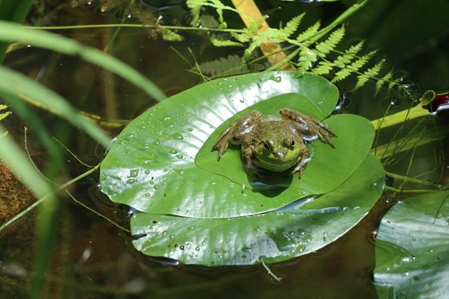A green frog sits on a lily pad