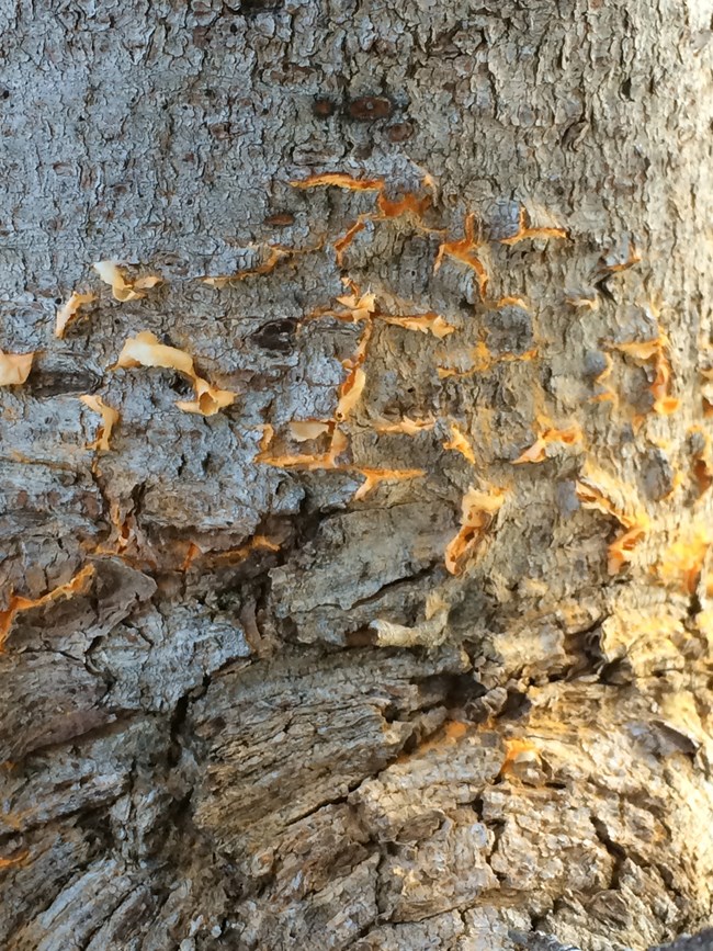 Cankers on the bark of a whitebark pine tree.