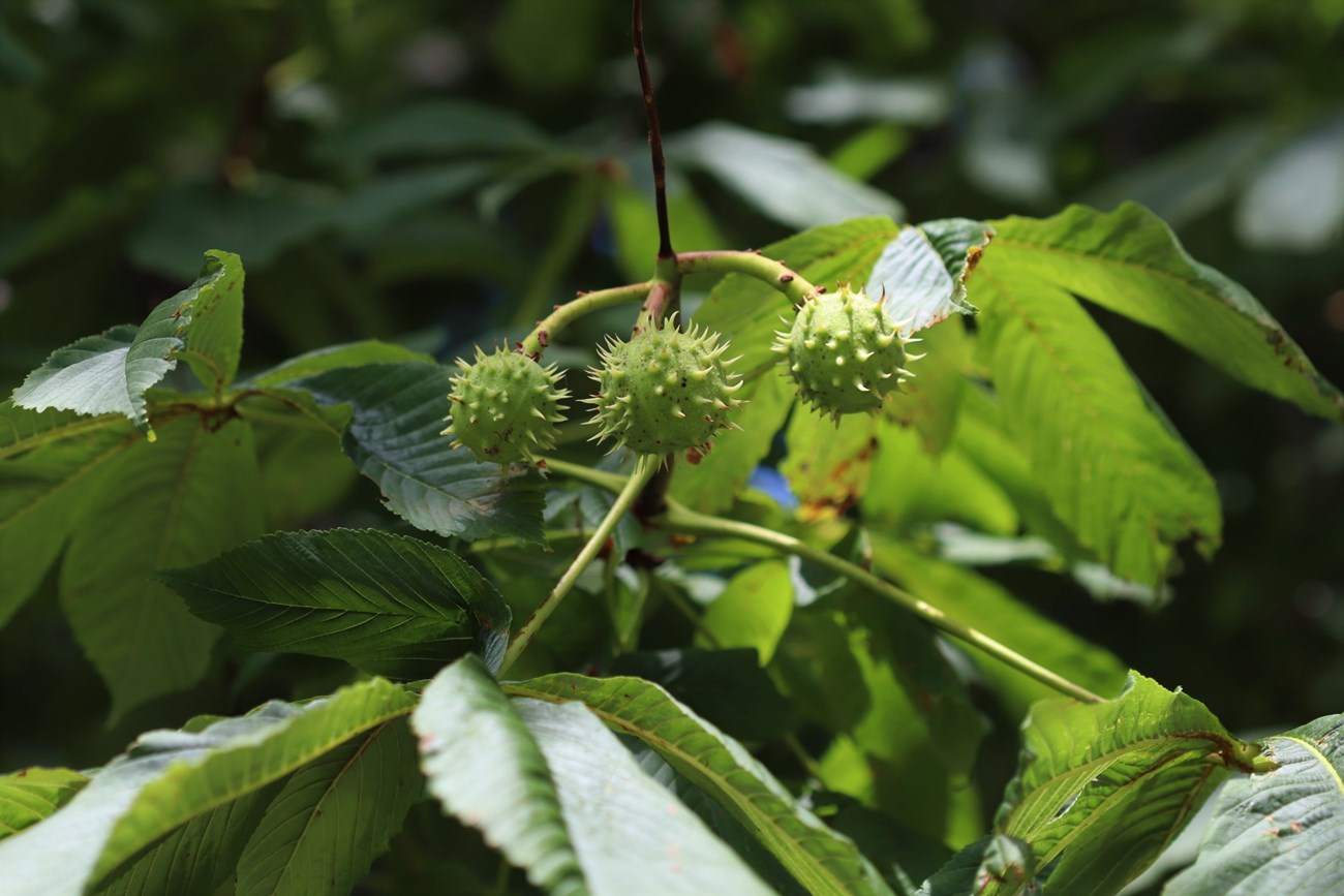 fruits-horsechestnut fruits that are spiky green balls