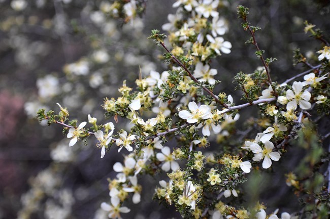 A close up of small white and yellow flowers on a shrub branch