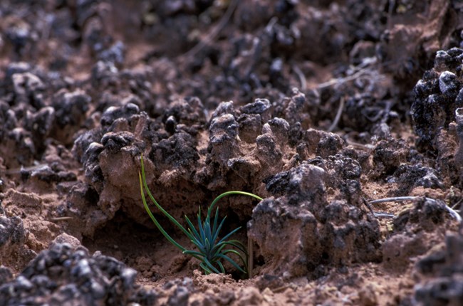 A close up view of tan, black, and white bumpy soil. Nestled within is a small green plant.