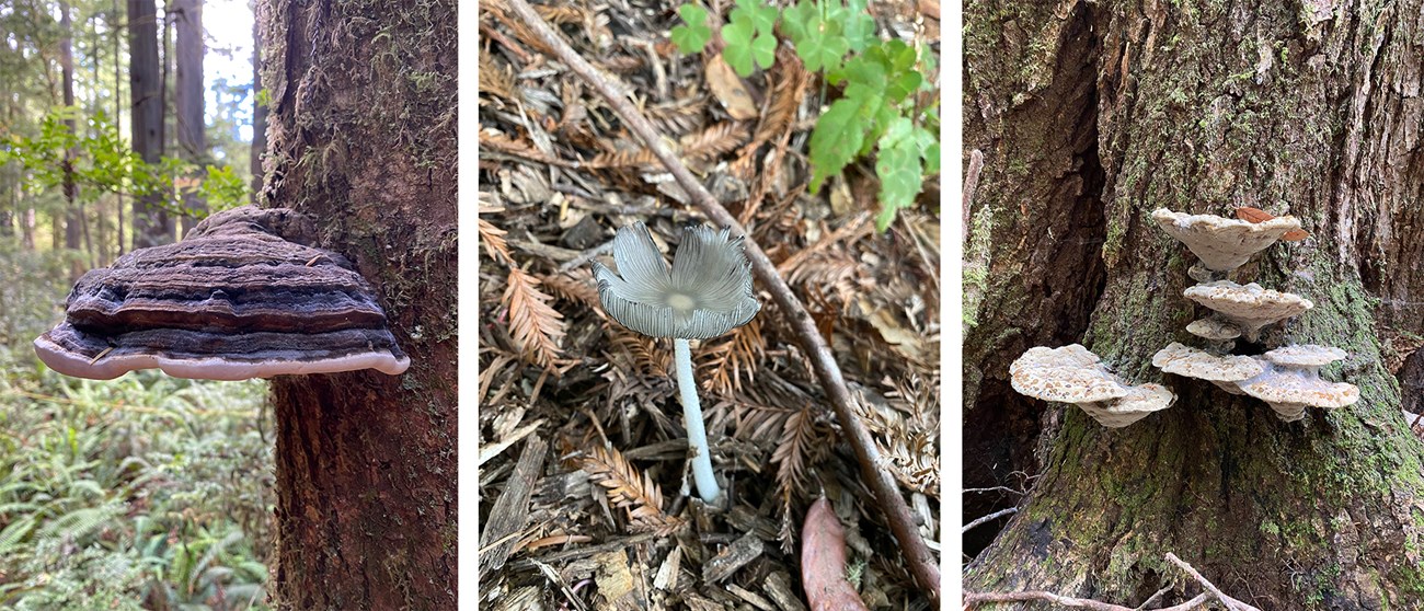 Collage of three types of mushrooms growing in the forest.