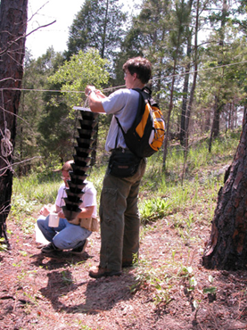 Lindegren funnel traps A student in the forest ties a Lindegren funnel trap to a rope between two trees.