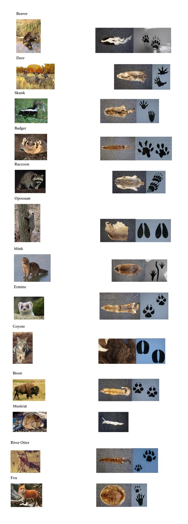 Fur Matching Activity Various animals, pelts and track marks