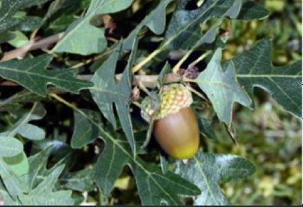 A closeup of small, dark green oak leaves and acorns.