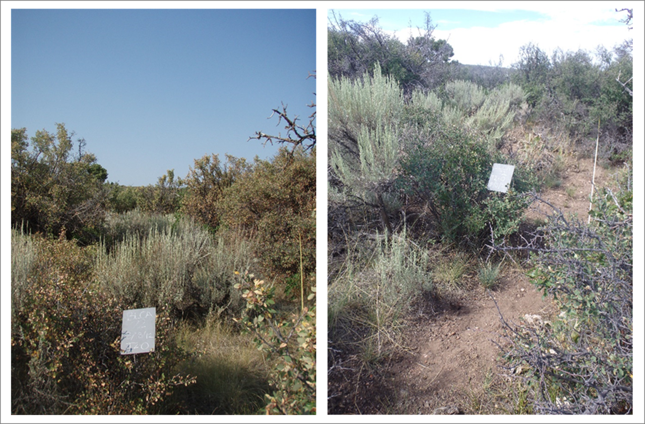 2012 and 2022 photo plot comparison of Gambel oak shrublands at Black Canyon of the Gunnison NP. An upland plot in Gambel oak shrublands at Black Canyon of the Gunnison National Park, showing dense Gambel oak mixed with other shrubs, perennial grasses, and flowering forbs in the understory.
