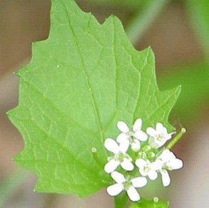 Small white garlic mustard flowers with green leaves.
