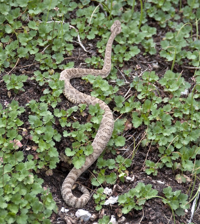 A Great Basin Rattlesnake in some ground cover