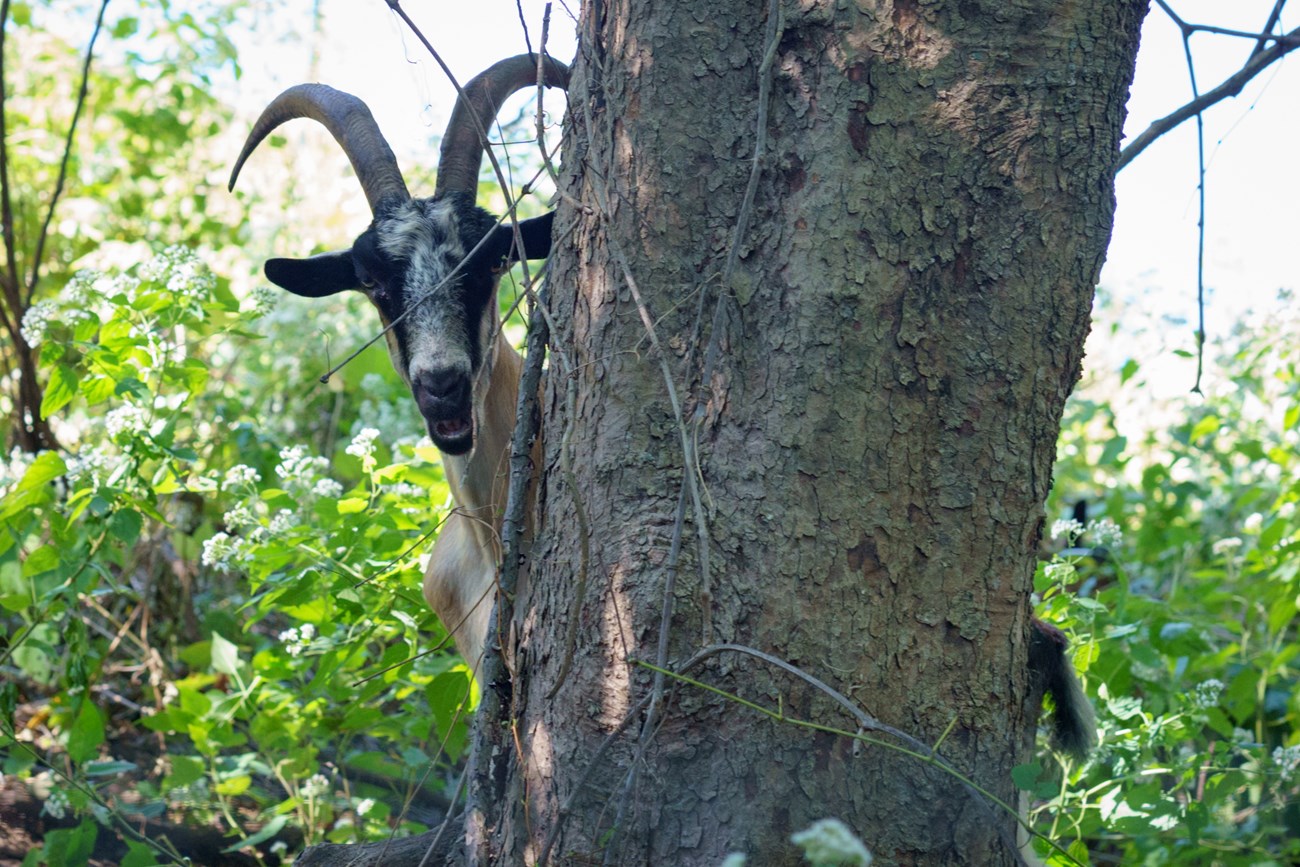 A black and white goat with large horns peaking out from behind a tree.