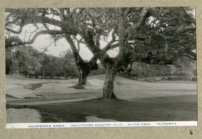 Two large trees sit on grassy area of golf course with sand traps nearby