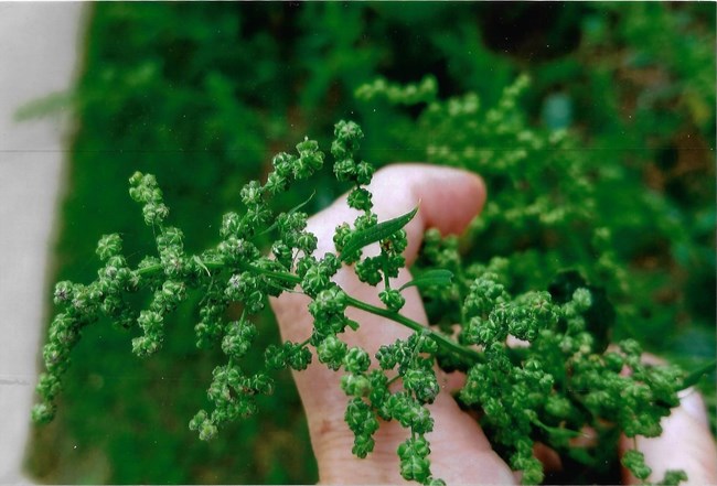 close up photo of small green clusters of seeds clumped on stems of a plant.