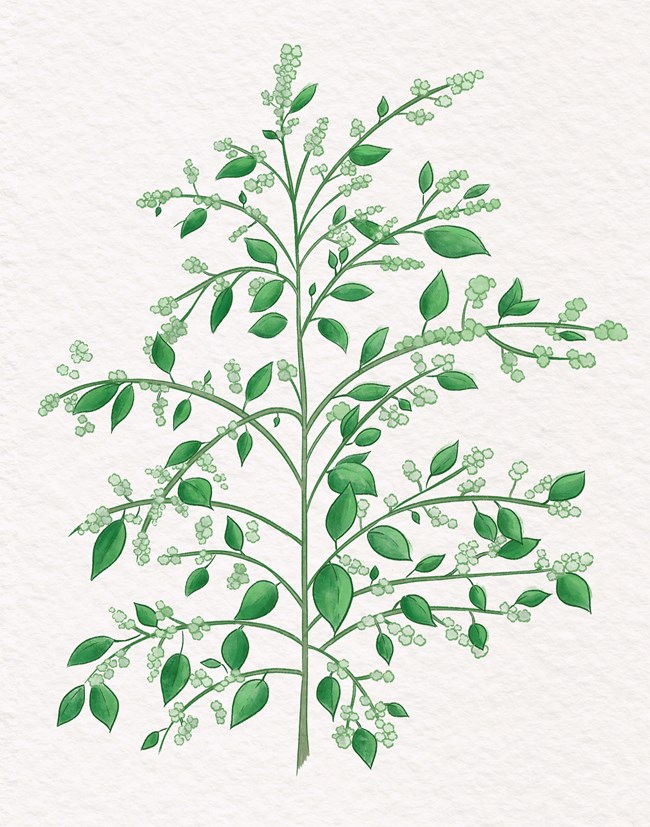 artist's digital drawing of a plant with green leaves and stems.