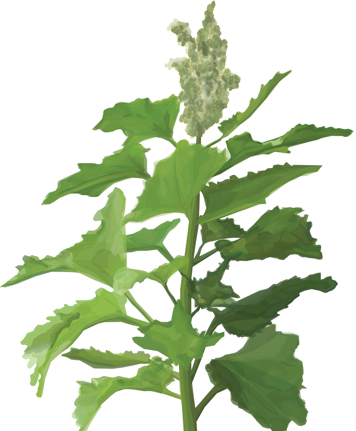 Goosefoot (Chenopodium berlandieri) (U.S. National Park Service)