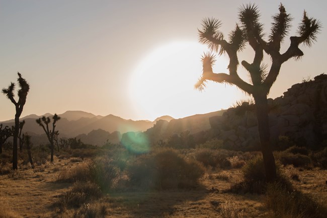 Joshua Tree at sunset surrounded by rocks