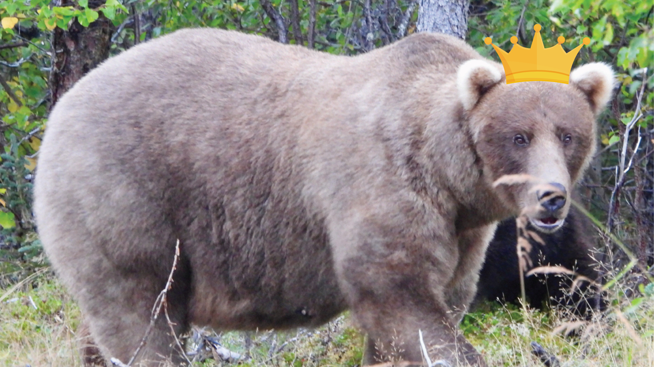 Grazer a very large, fat bear with a photoshopped crown
