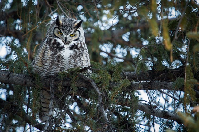 a gray striped owl with yellow eyes and black ear tufts in a pine tree