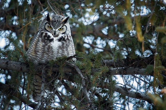 Great horned owl a gray striped owl with yellow eyes and black ear tufts in a pine tree