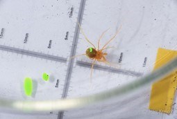 green September paint on harevestman A harvestman with green paint on it for recapture in the future.
