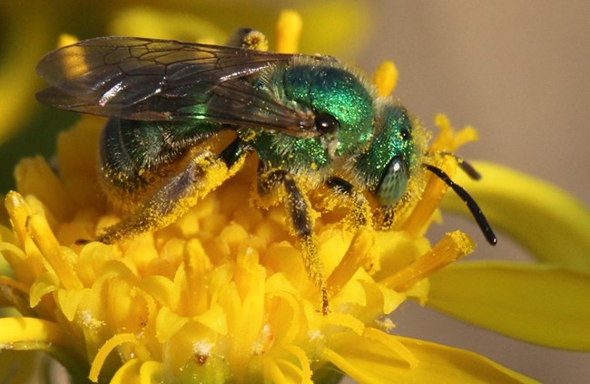 a green bee covered in yellow pollen in a flower