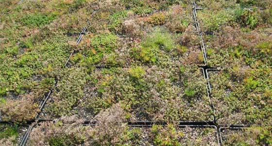 plants in green roof trays