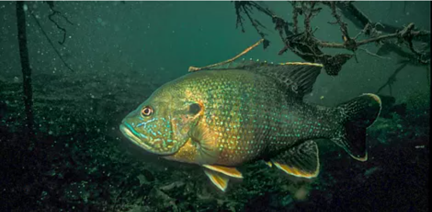 A green and yellow fish swims in deep green water.
