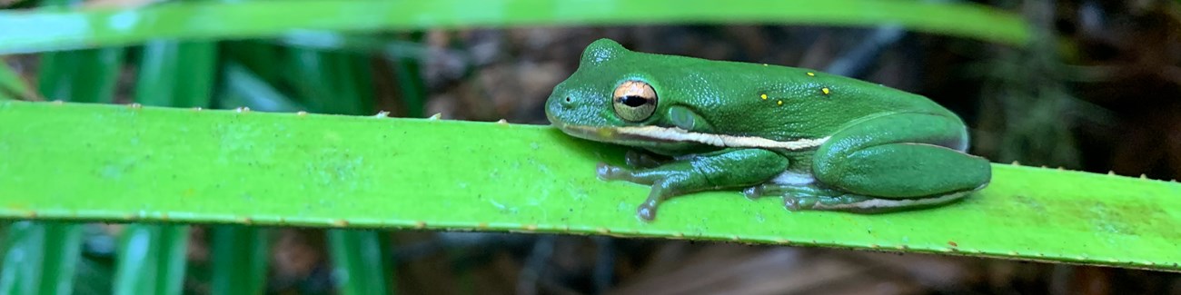 A green treefrog sits flat against a frond of the same color, blending superbly.