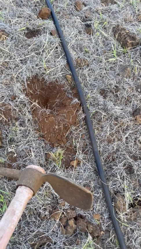 Ground prep for pili grass A visible hole in the dirt serves as a prep area to plan grass with a hand tool visible in the lower left corner.