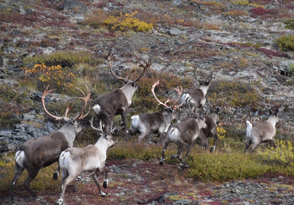 A herd of caribou in the fall.