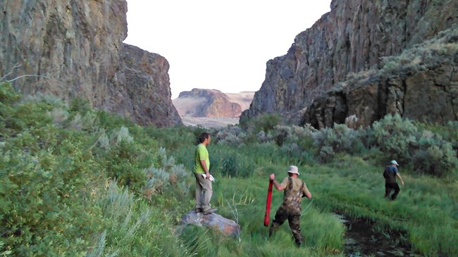 Three staff members and volunteers in a meadow around a stream setting up mist nets.