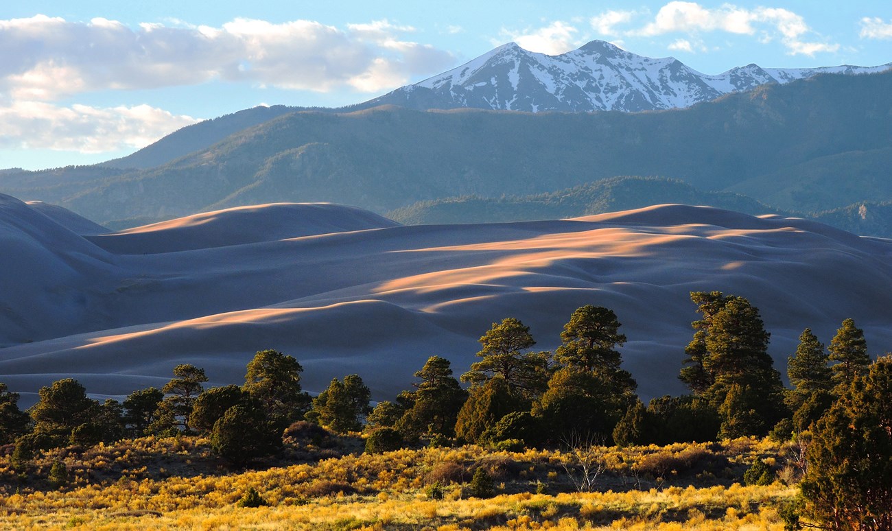 Ponderosa pine trees, dunes, and snow-capped Cleveland Peak