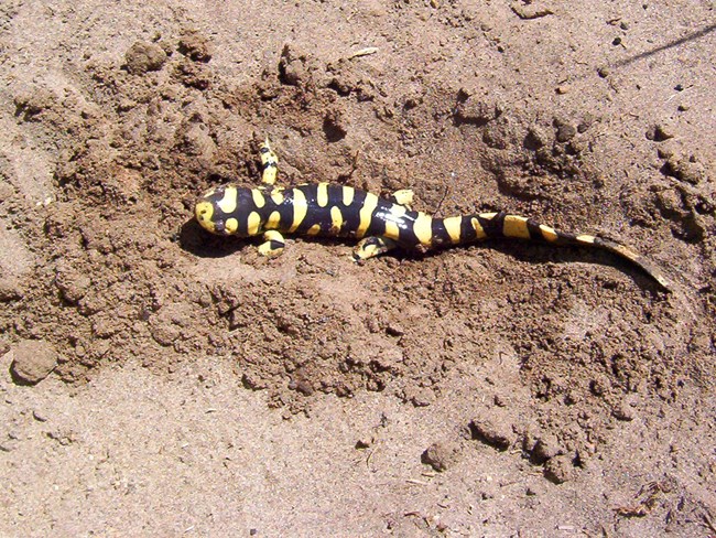 A yellow and black salamander buries itself in sand