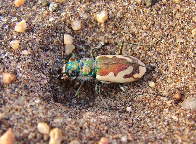 A beetle with green head and cream and brown patterns on its back