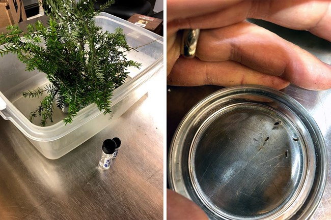Woolly adelgid infestation on hemlock Left: a hemlock branch in a bin; Right: pupae in a container.
