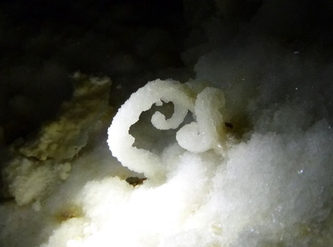 gypsum flower