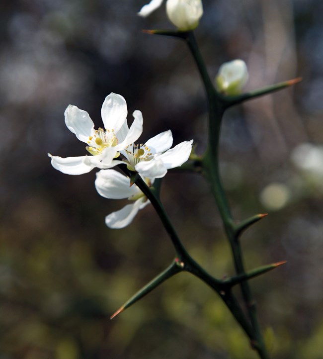 Thick stems with long, green, orange-tipped thorns and white flowers with five petals.