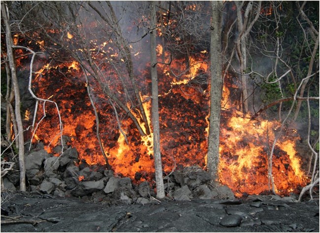 glowing lava burning through a stand of trees
