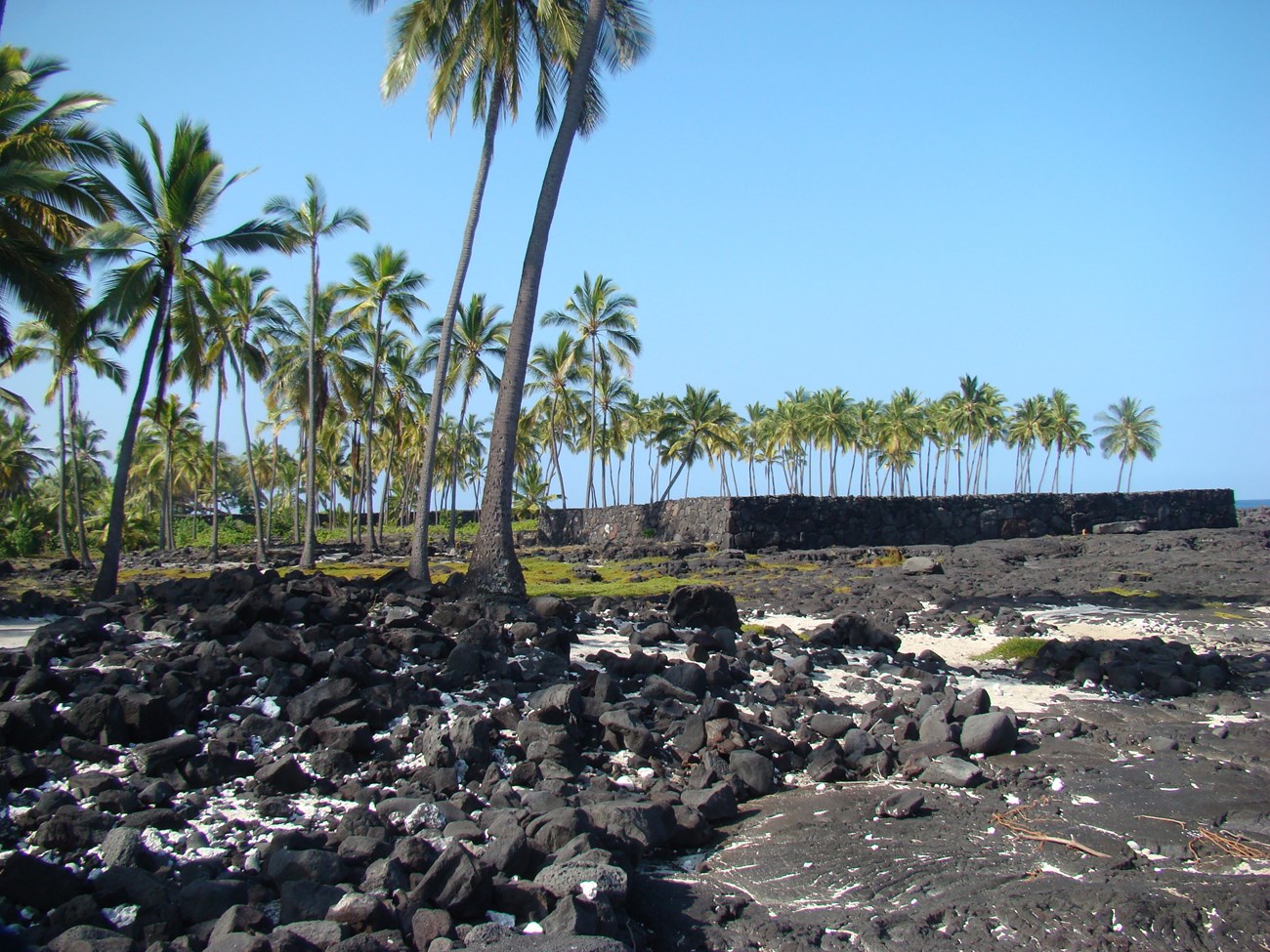 Pu’uhonua o Honaunau National Historical Park A dark, rocky beach landscape with palm trees scattered throughout, amidst blue skies.
