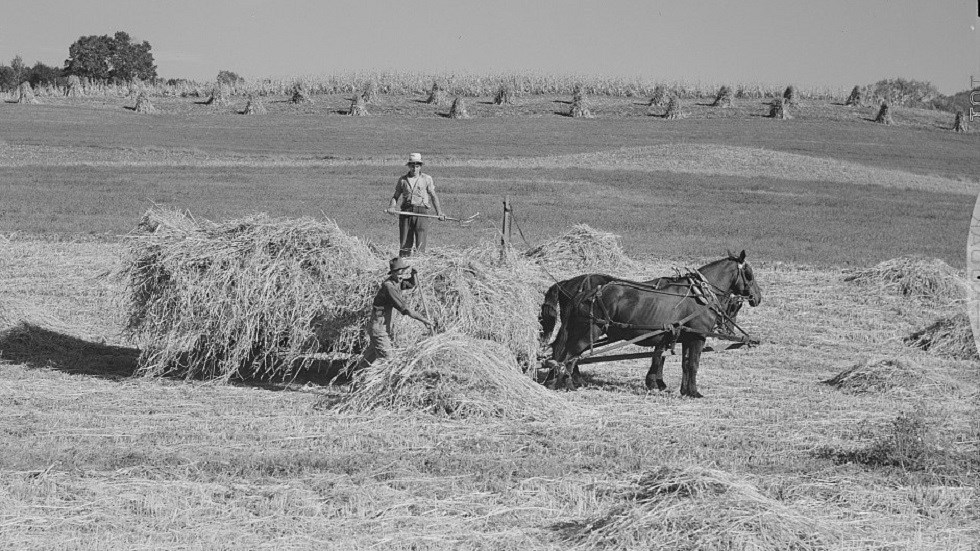 A black and white photo of a horse drawn wagon loaded with hay, two men work in the hay