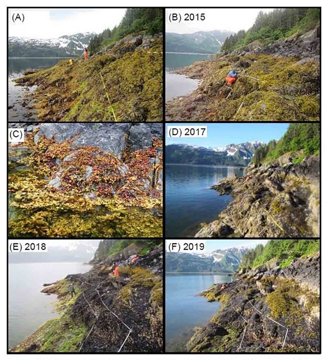 a panel of images comparing intertidal communities over sequential years