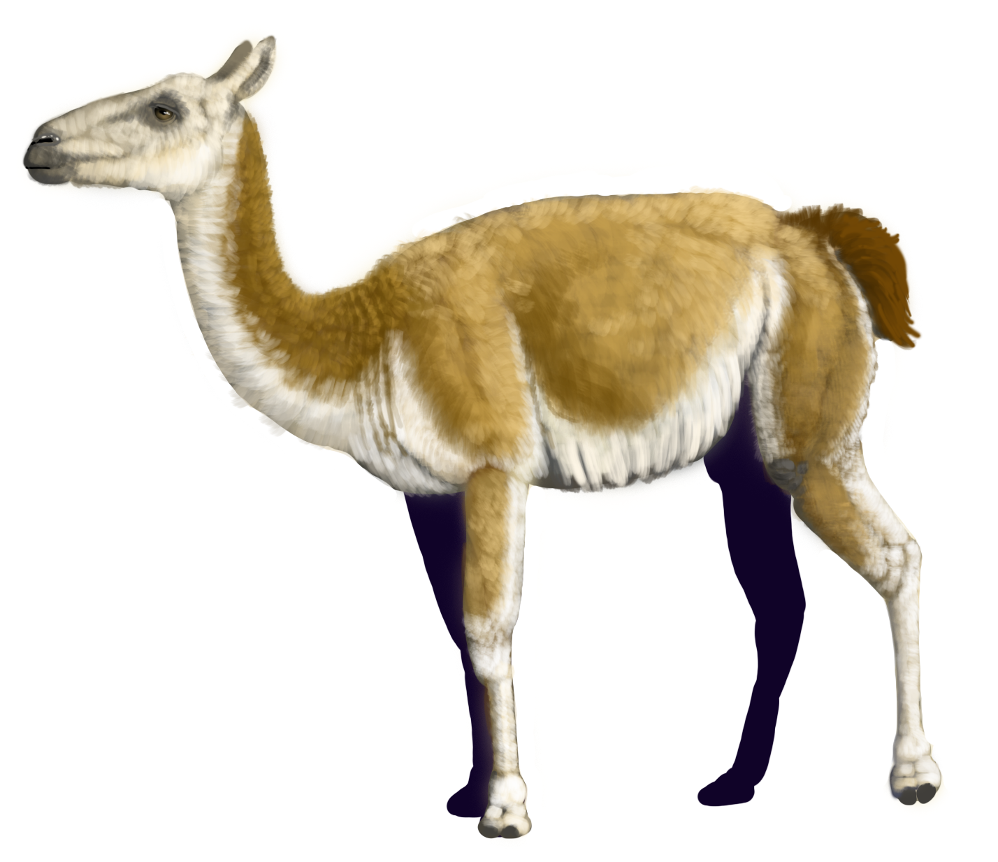 illustration of an ancient llama