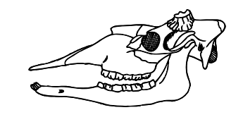 Mammal Teeth (. National Park Service)