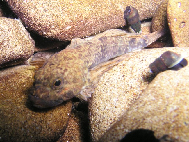 Small, brown, mottled fish with large head, resting on streambed.