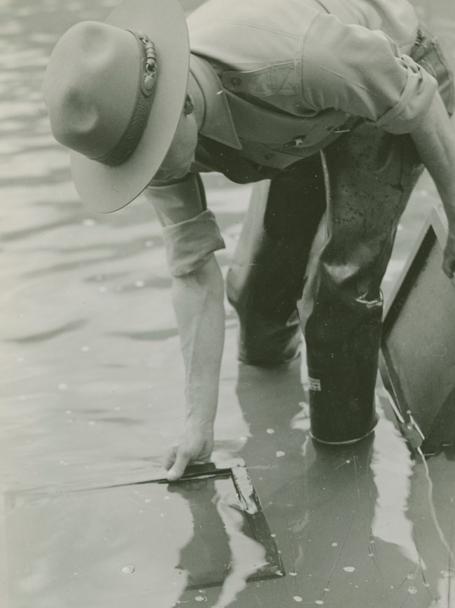 Ranger in uniform and waders bends over in a stream holding a wooden frame in the water.