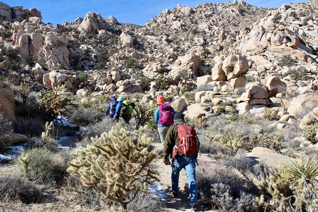 Hiking amongst cholla cacti in Mojave National Preserve Four people wearing hiking clothes and daypacks hike up a rocky desert slope amongst scattered cacti and shrubs.