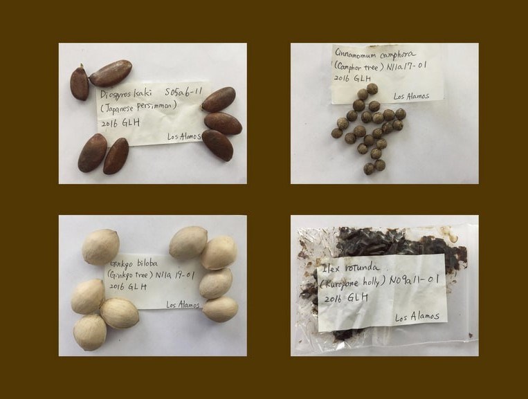 Four images of seeds, each labeled. Clockwise brown, brown, black, white.
