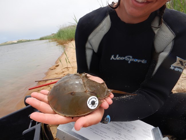 Intern holding tagged horseshoe crab An intern holds up a horseshoe crab with a white tracker for the camera along the edge of the harbor.