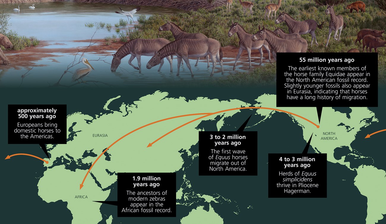 NPS graphic. Artwork by Jay Matternes, courtesy of the Smithsonian Institution. A world map with large sweeping arrows shows a path of horse migration from North America, through Alaska, to Eurasia and Africa. Captions on the graphic are provided in the accompanying text. The graphic also includes a painting of the zebra-like horses.