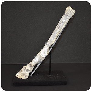 Fossil leg and hoof of the Hagerman Horse. A fossil horse leg and hoof held upright in a stand on display